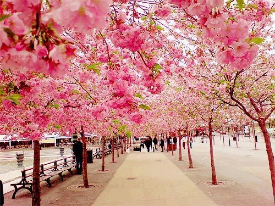 cherry blossoms