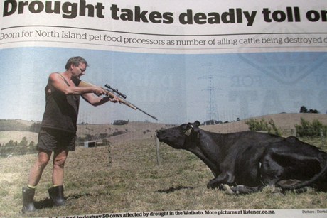 Front page newspaper farmer shoots cow
