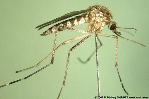Southern-saltmarsh-mosquito