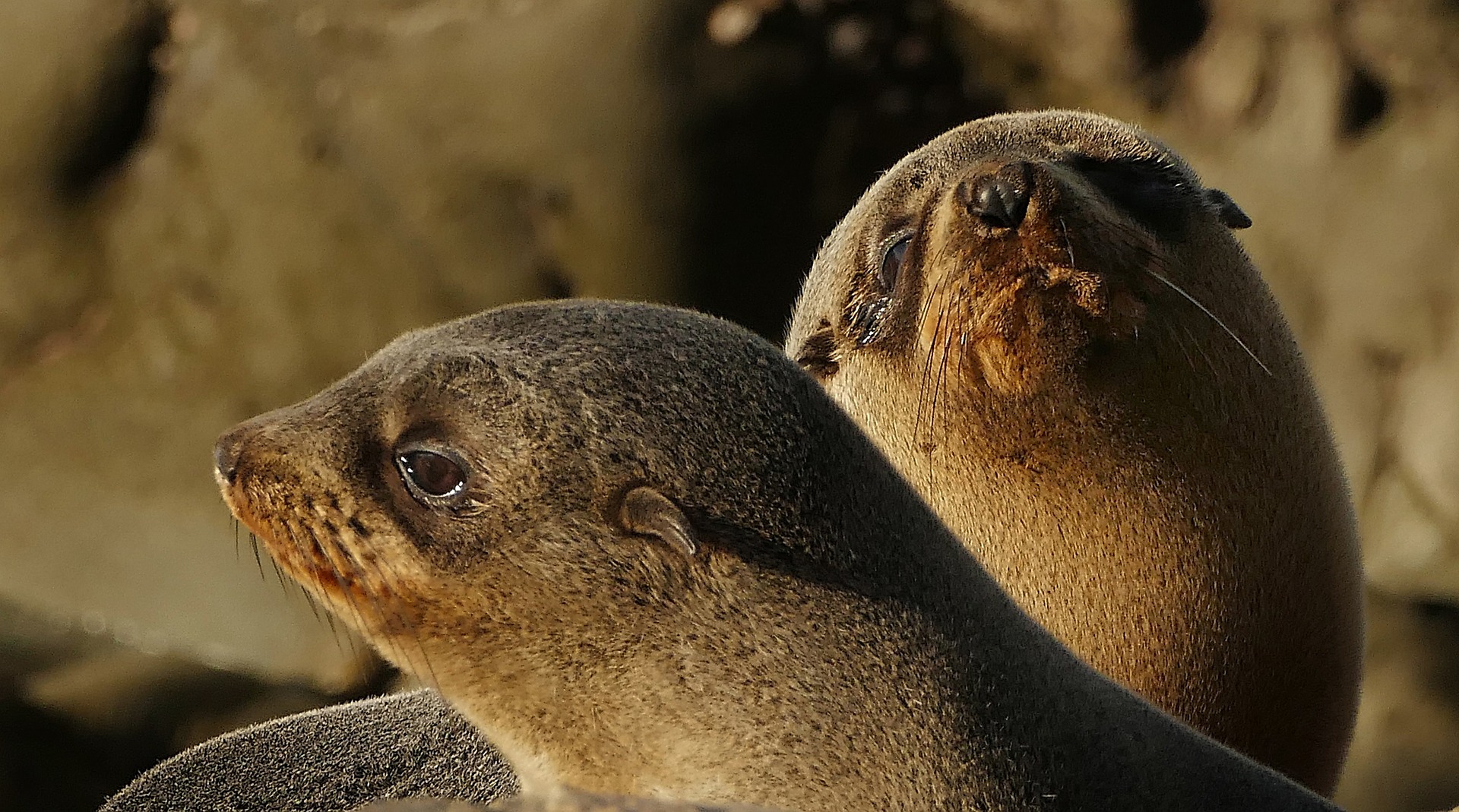 fur-seal-pups