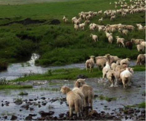 sheep by water