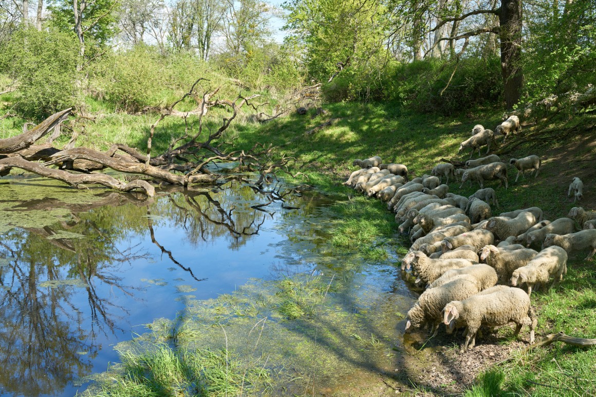 Sheep drinking from river