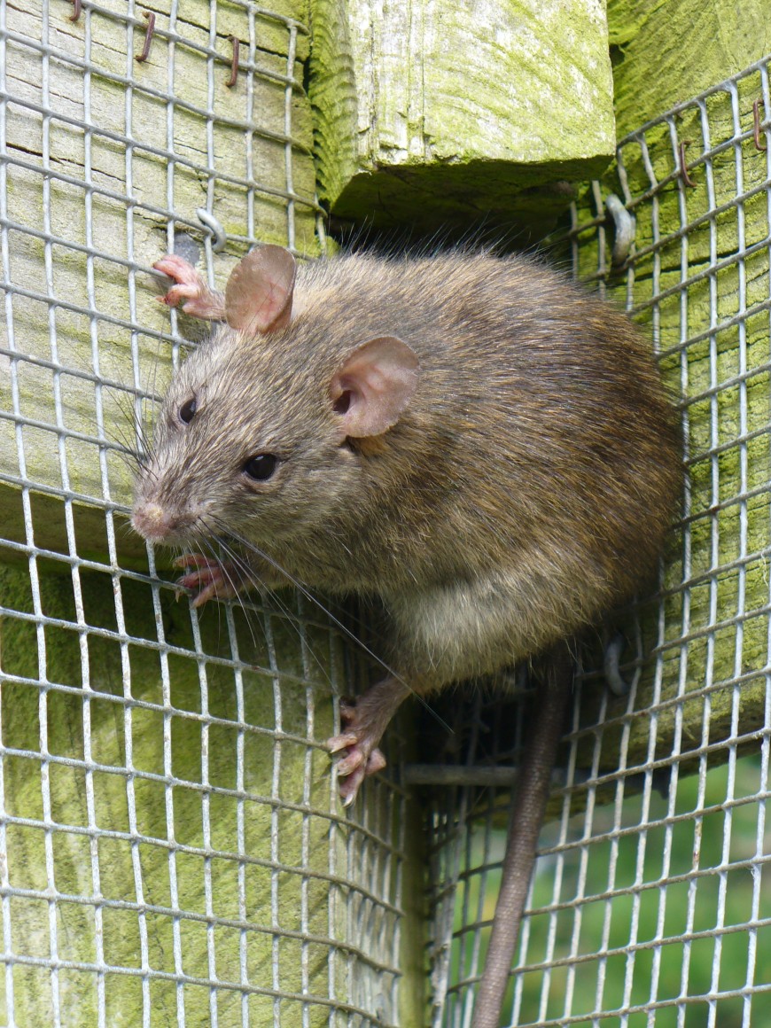Rat in trap