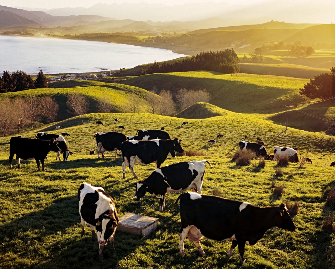 Dairy cows above lake and settlement 