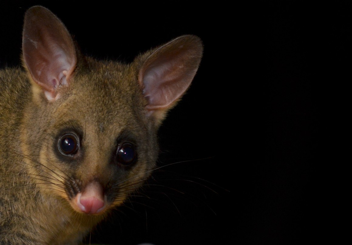 Possum in the dark 
