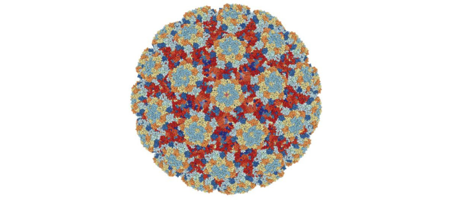 molecular structure of the HPV vaccine