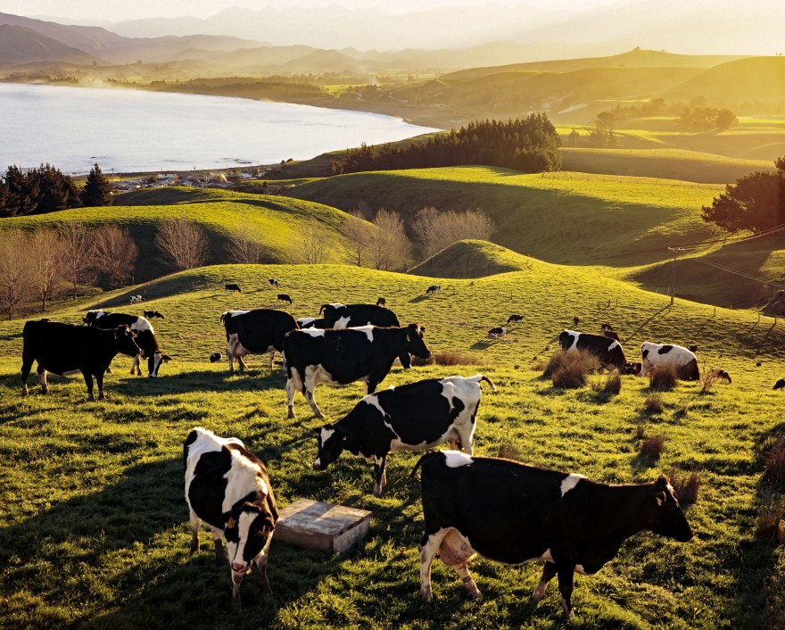 Dairy cows above lake and settlement 