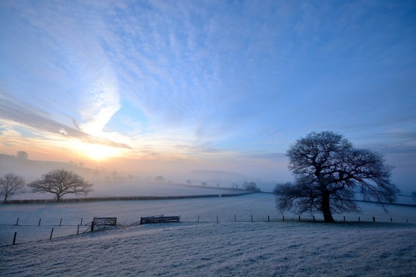 Meadow in winter