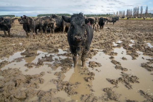 cow in mud