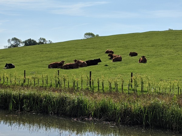 cows in field