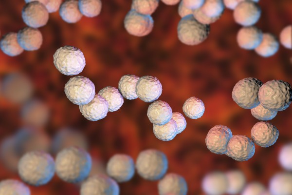 Gram-positive bacteria Streptococcus pyogenes