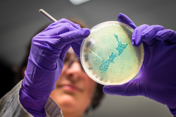 Scientist holding a Petri dish