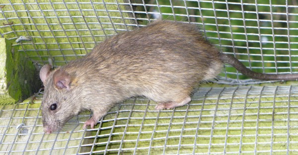 rodent in trap