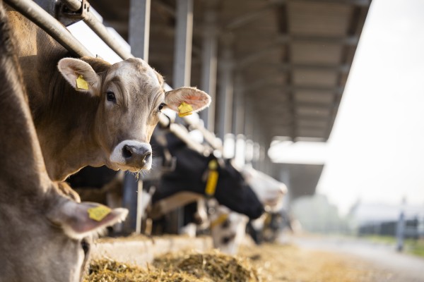 cow in barn looking at camera 