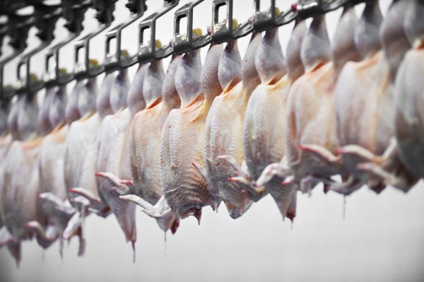 Chicken carcasses hanging on meat processing line