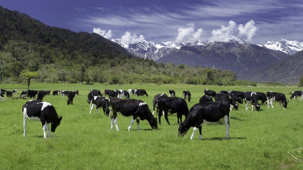 Cows in field with NZ mountains in background