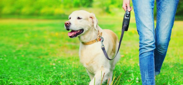 Dog on lead